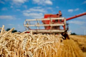 Россия сможет нарастить объёмы экспорта пшеницы во Вьетнам